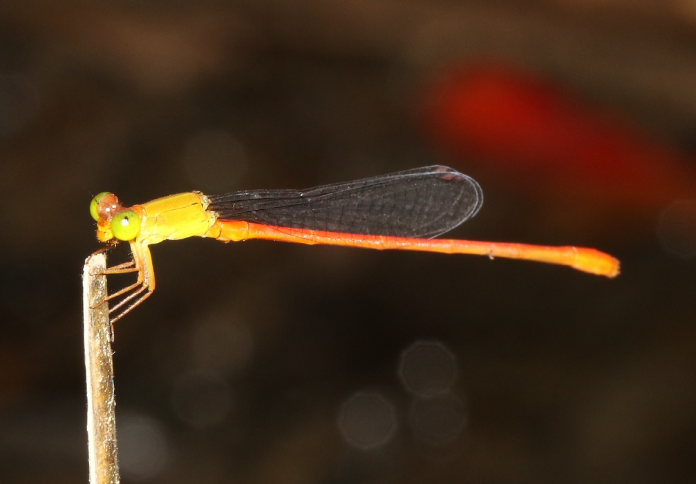 リュウキュウベニイトトンボ【No.2272】　Ceriagrion auranticum ryukyuanum