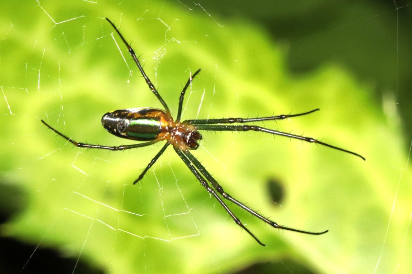 オオシロカネグモ【No.463】　Leucauge magnifica