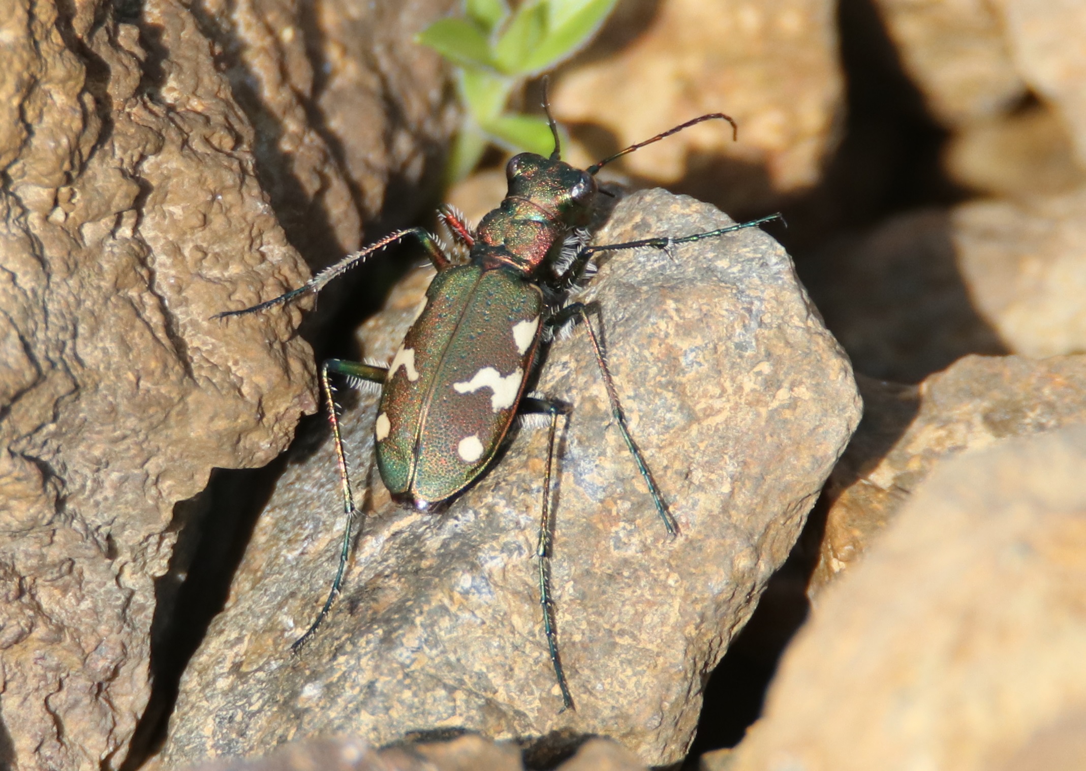 ニワハンミョウ　【No.953】　Cicindela japana