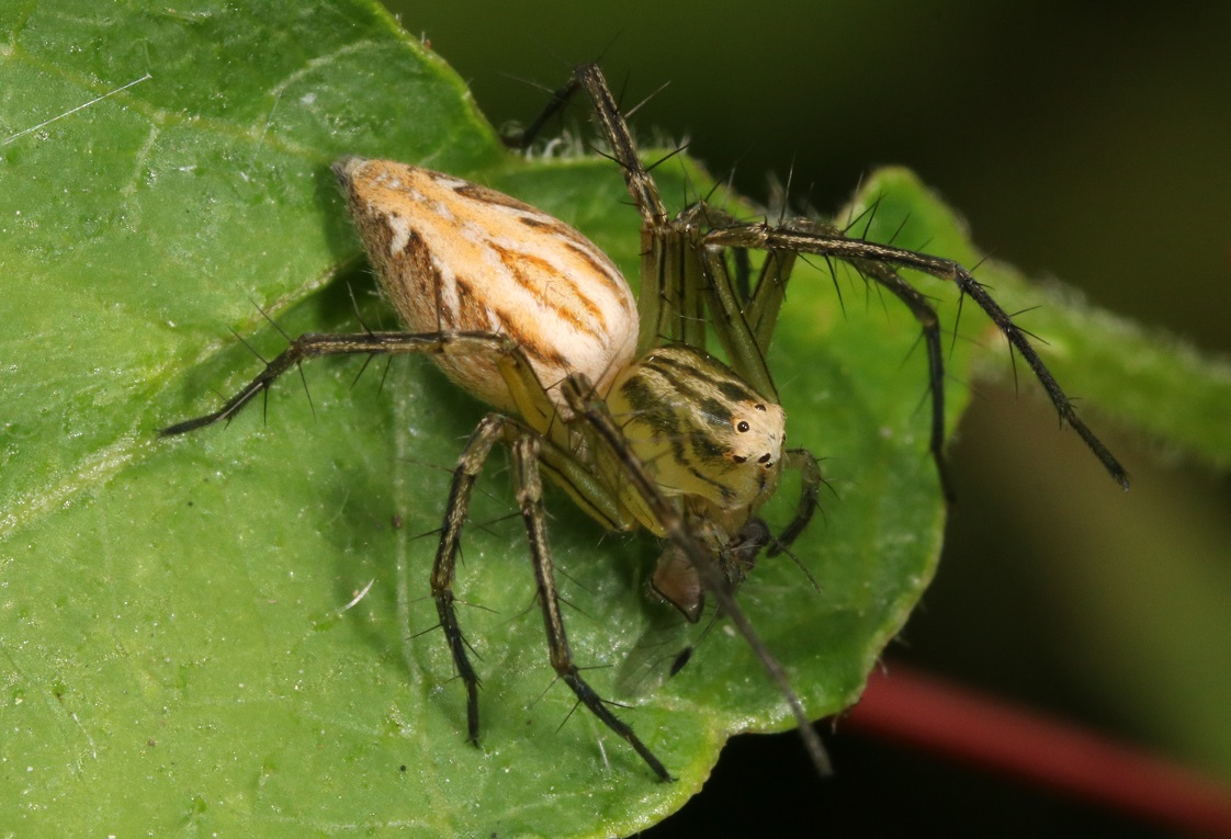 ササグモ　【No.506】　Oxyopes sertatus