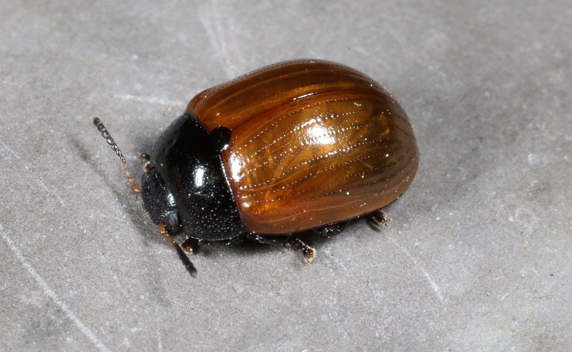 南米コブハムシの仲間 2 【公式通販】