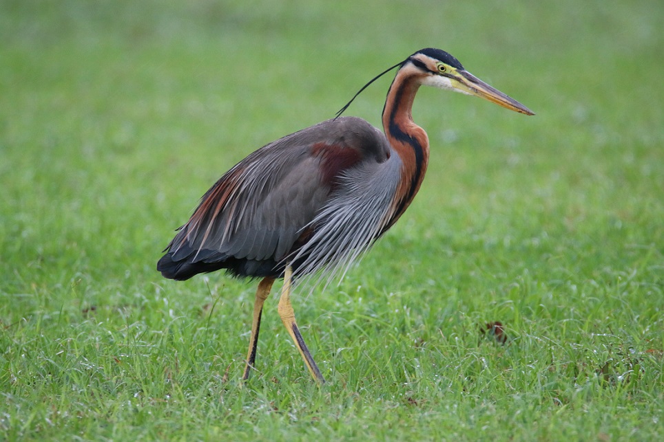 極東の鳥類 No1～23 23冊 サハリンの鳥類、南ウスリーの鳥類他
