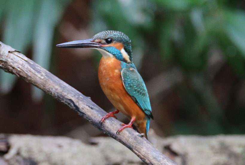 カワセミ　【No.281】　Alcedo atthis