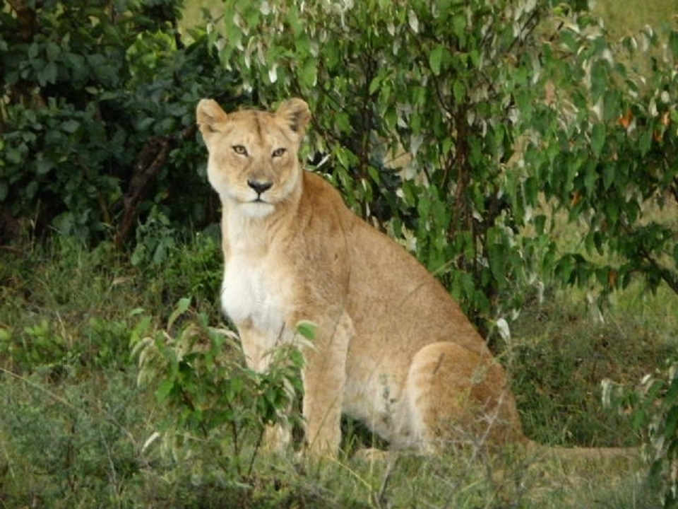 ライオン　【No.65】　Panthera leo