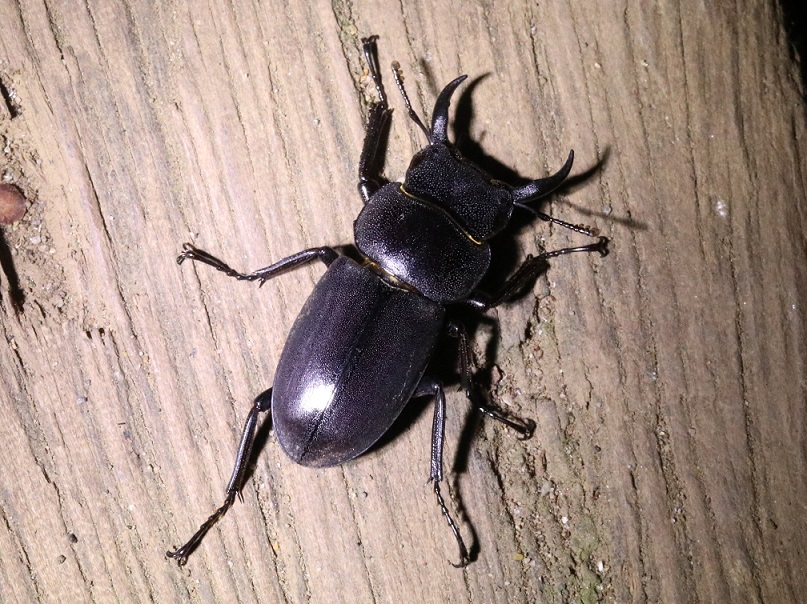コクワガタ　【No.242】　Dorcus rectus