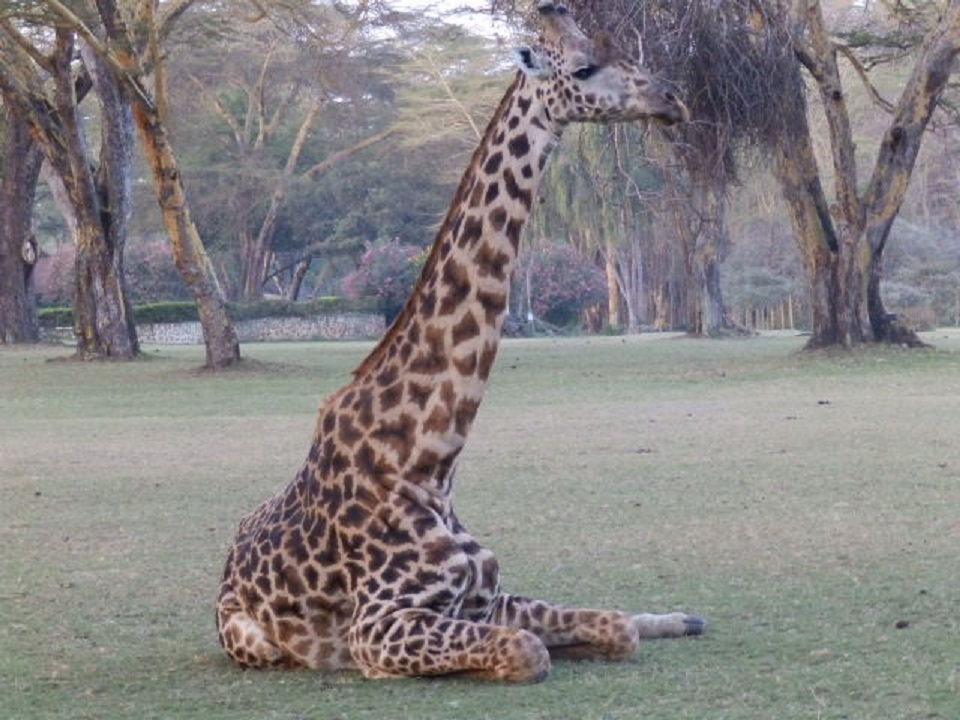 マサイキリン（キリン）　【No.30】　Giraffa camelopardalis tippelskirchi