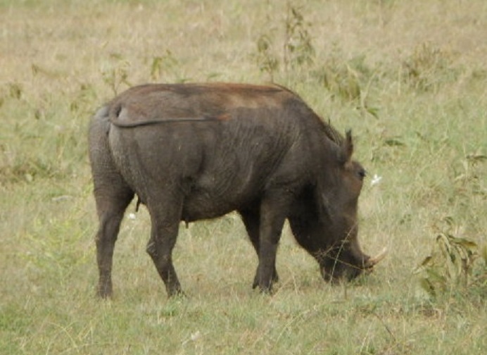 イボイノシシ　【No.60】　Phacochoerus aethiopicus