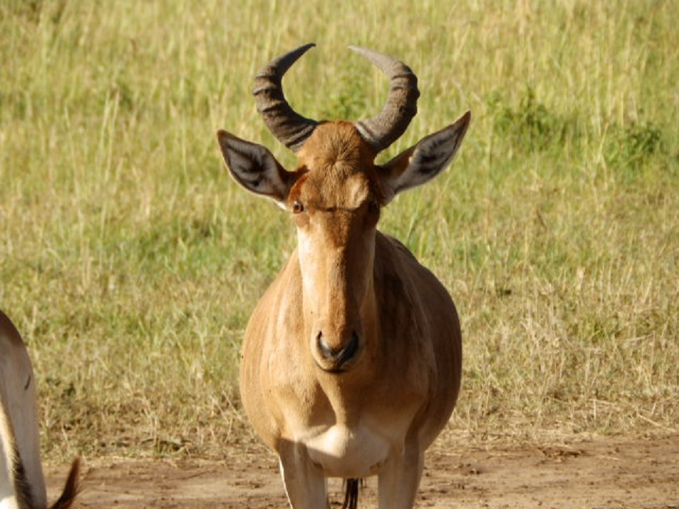 コンゴニハーテビースト　【No.69】　Alcelaphus buselaphus cokii