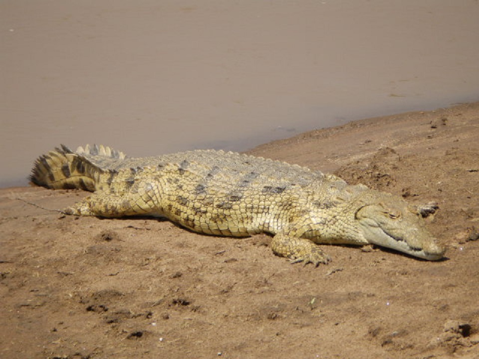ナイルワニ　【No.71】　Crocodylus niloticus