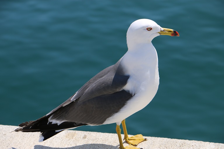 ウミネコ　【No.189】　Larus crassirostris