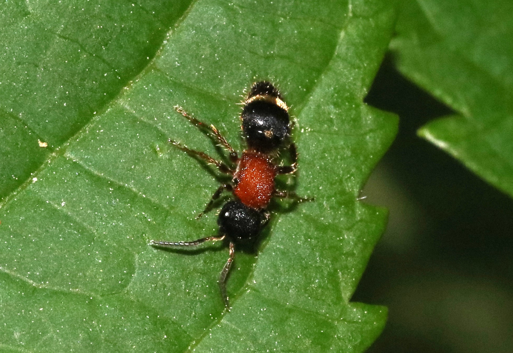 トゲムネアリバチ　【No.110】　Bischoffitilla ardescens