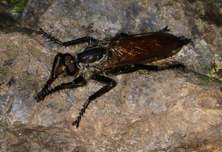 サキグロムシヒキ【No.111】　Machimus scutellaris