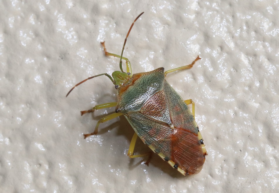 セアカツノカメムシ【No.121】　Acanthosoma denticaudum