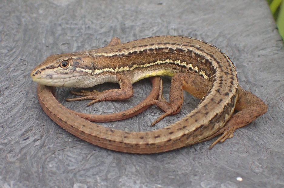 ニホンカナヘビ【No.122】　Takydromus tachydromoides