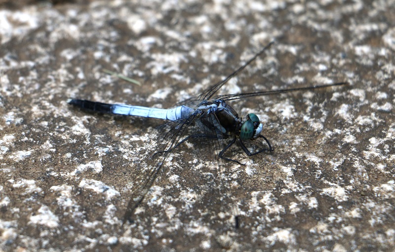 シオカラトンボ【No.129】　Orthetrum albistylum