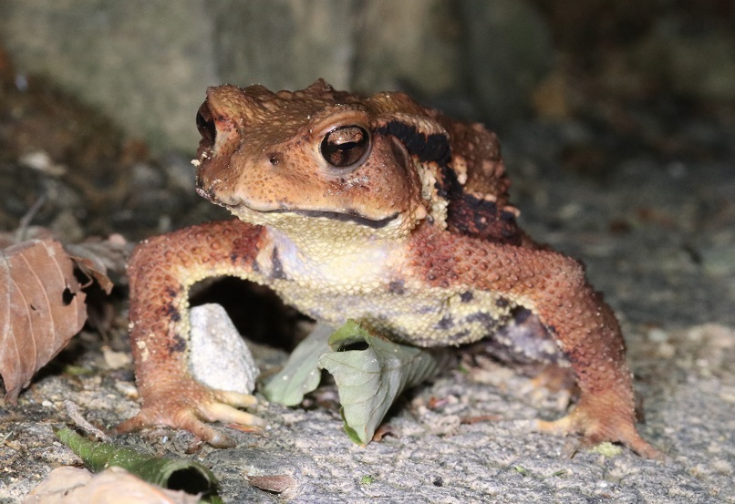 アズマヒキガエル（ニホンヒキガエル）【No.161】｜WEB生物図鑑（爬虫・両生類）