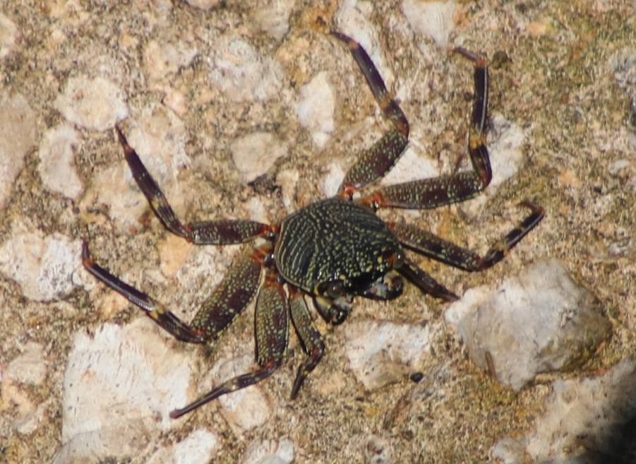 ミナミイワガニ【No.713】　Grapsus albolineatus