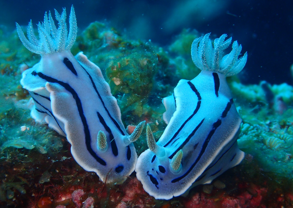 ミゾレウミウシ【No.724】　Chromodoris willani