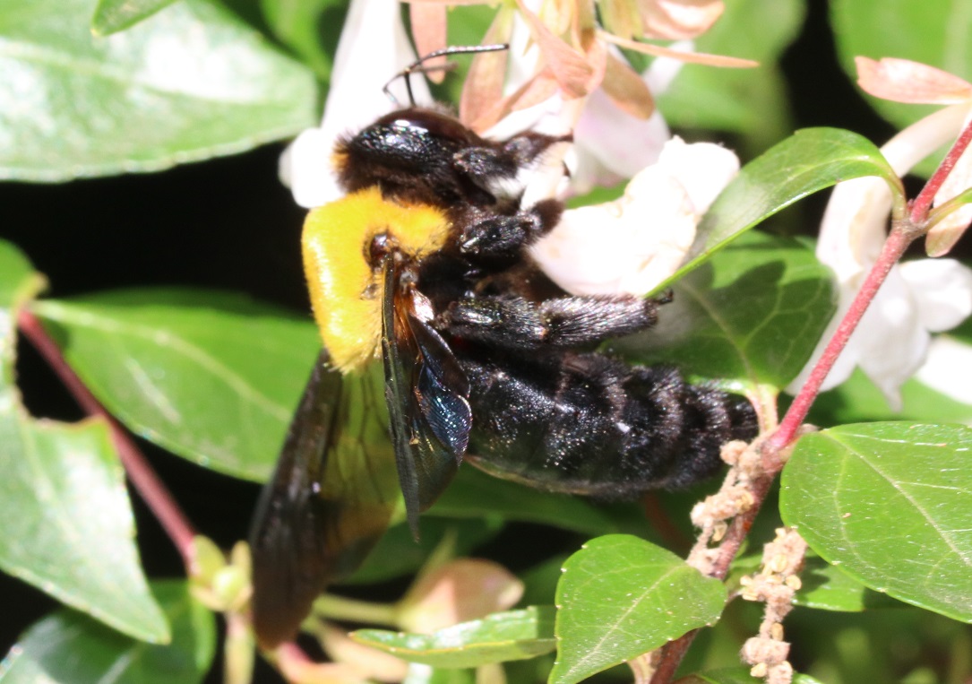 キムネクマバチ【No.430】　Xylocopa appendiculata