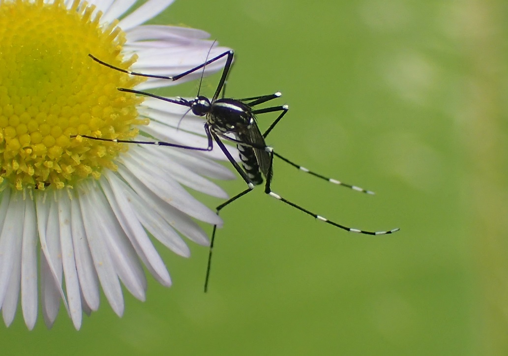 ヒトスジシマカ【No.491】　Aedes albopicta