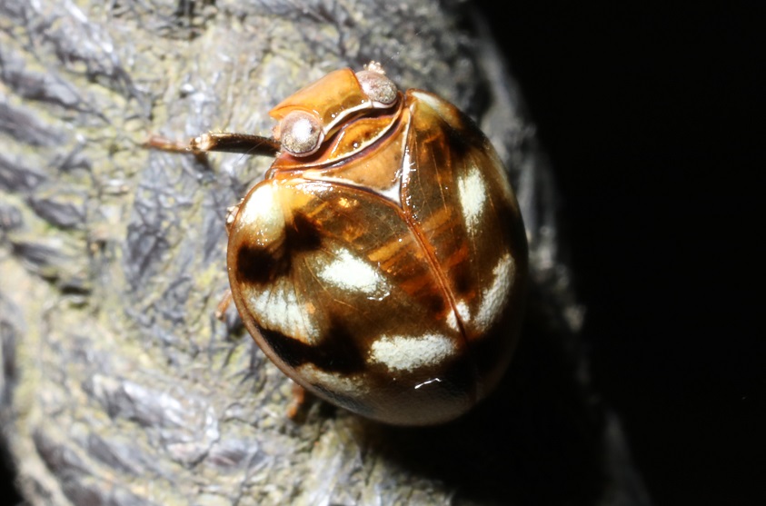 Maruka Insect マルウンカ【No.1220】|WEB生物図鑑(昆虫)