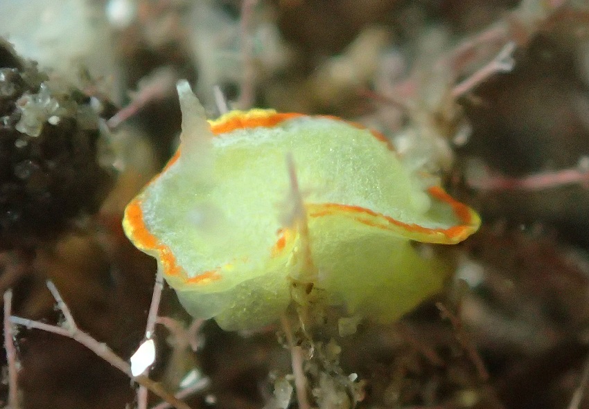 ミツイラメリウミウシ【No.3169】　Diaphorodoris mitsuii