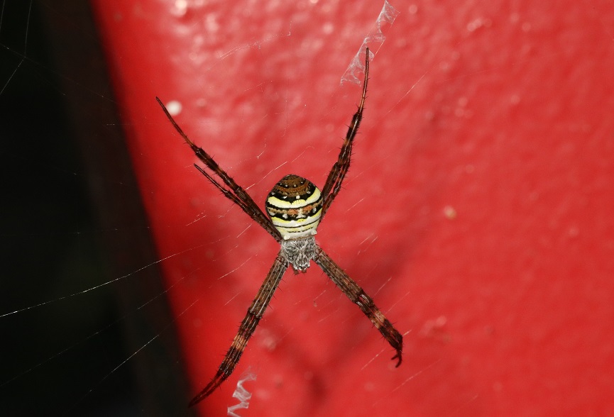 コガタコガネグモ【No.580】　Argiope minuta