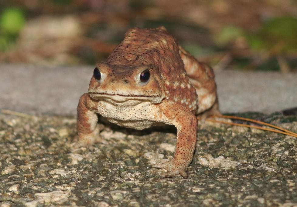 ミヤコヒキガエル（アジアヒキガエル）【No.2010】　Bufo gargarizans miyakonis