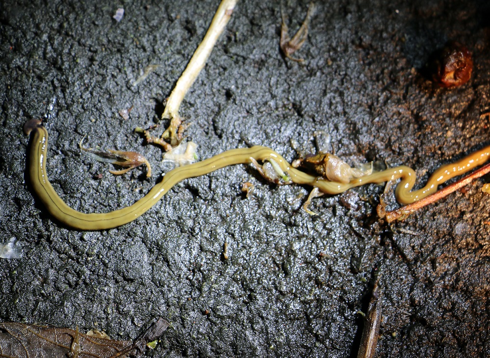 オオミスジコウガイビル【No.270】　Bipalium nobile