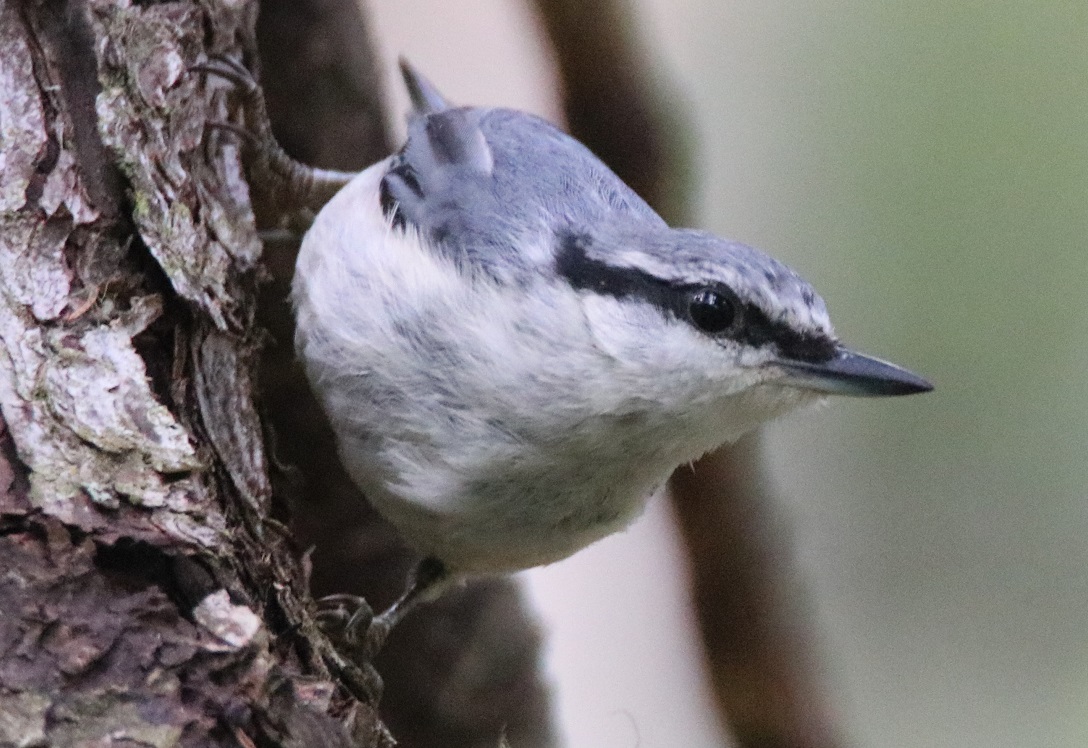 シロハラゴジュウカラ（ゴジュウカラ）【No.164-1】　Sitta europaea asiatica