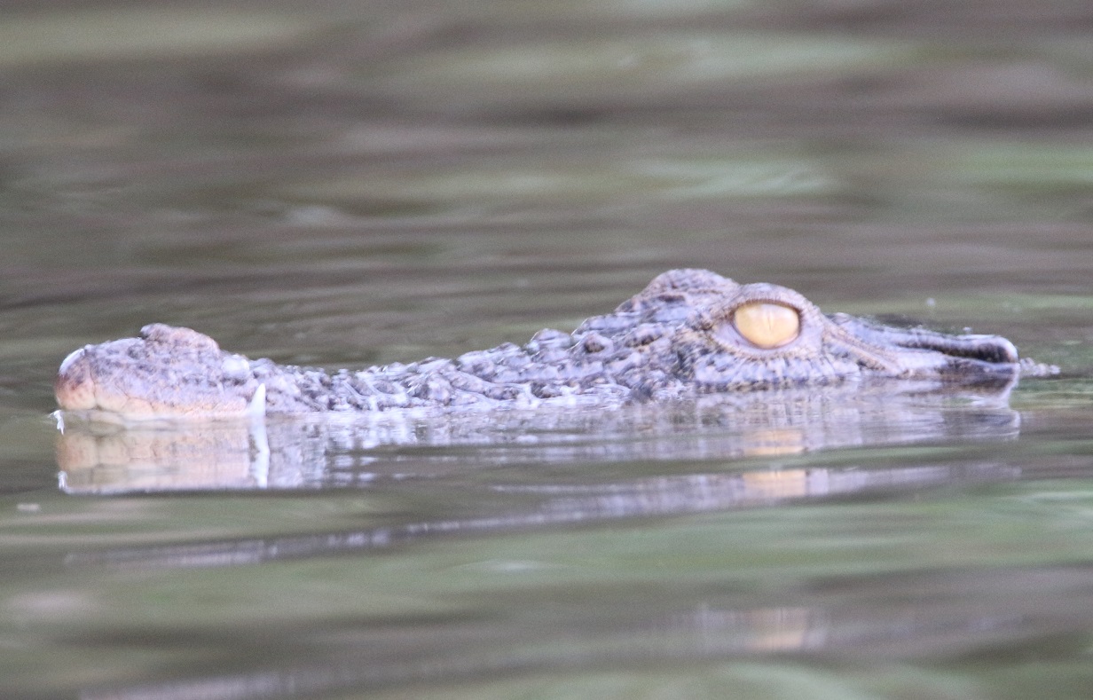 イリエワニ【No.382】　Crocodylus porosus