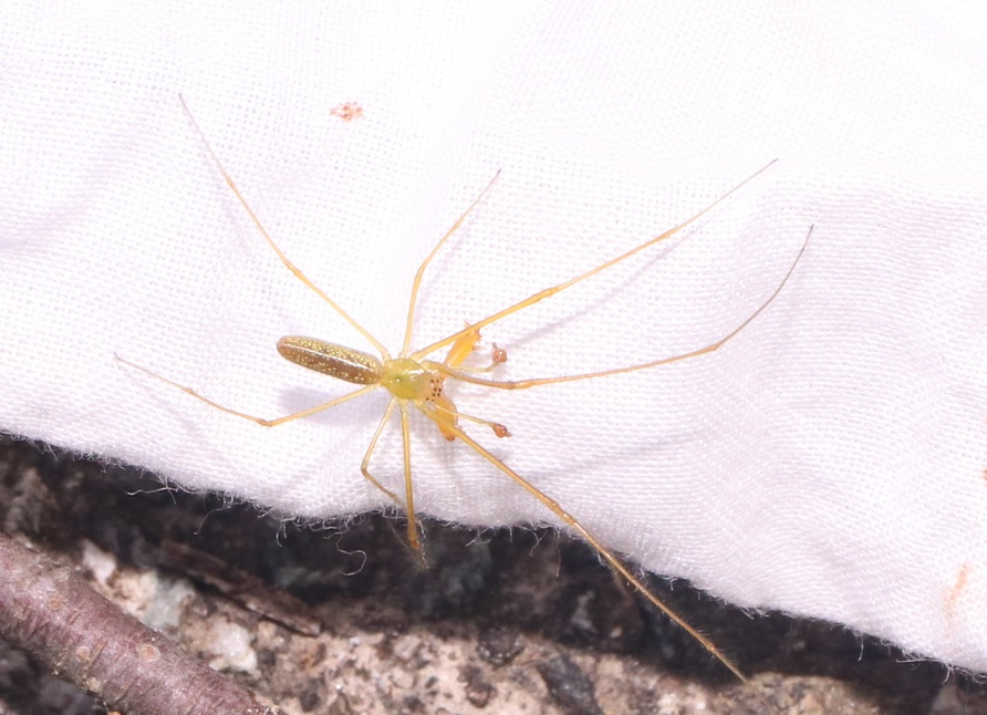 エゾアシナガグモ【No.3272】　Tetragnatha yesoensis