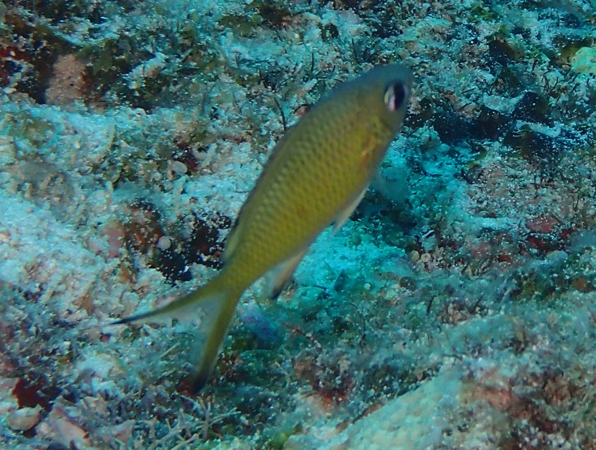 タカサゴスズメダイ【No.1035】　Chromis weberi
