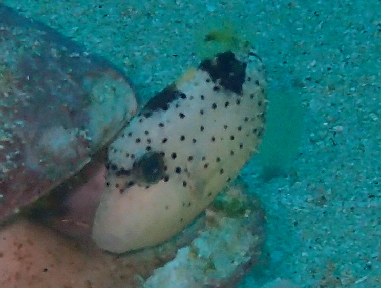 イソモンガラ【No.1478】　Pseudobalistes fuscus