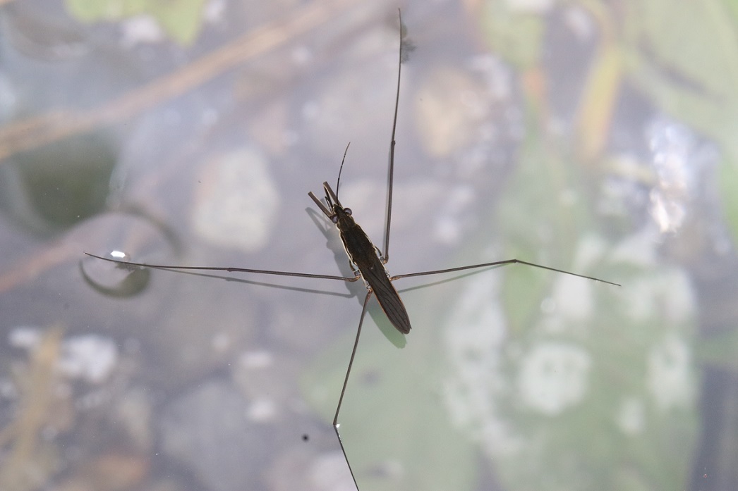 アメンボ【No.2433】｜WEB生物図鑑（昆虫）