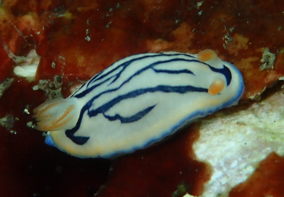 リュウモンイロウミウシ【No.1314】　Hypselodoris maritima