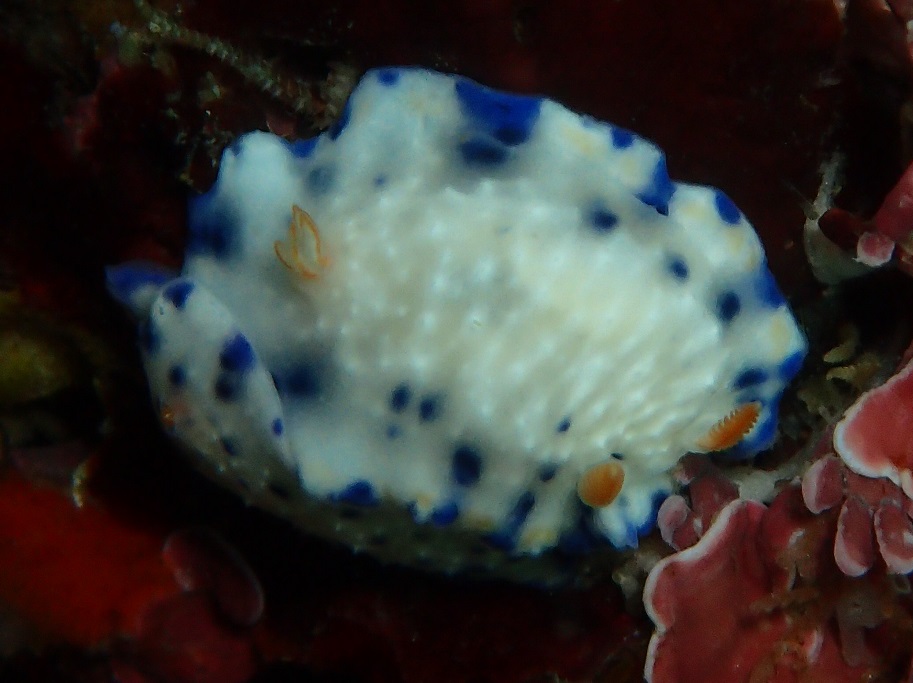サガミイロウミウシ【No.1315】　Hypselodoris sagamiensis