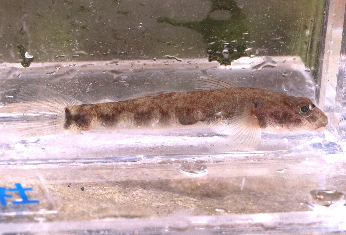 ゴクラクハゼ【No.3294】　Rhinogobius giurinus