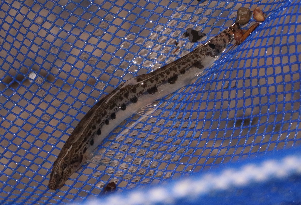 ニシシマドジョウ【No.3295】　Cobitis sp.