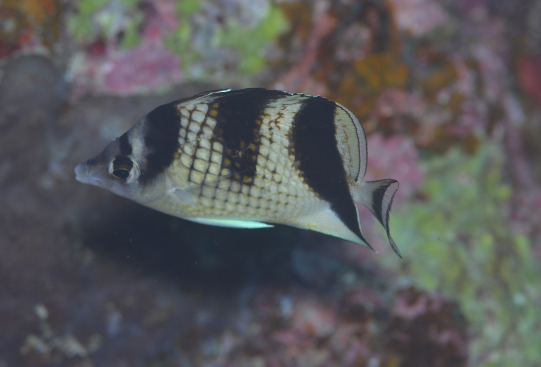 カガミチョウチョウウオ【No.1464】　Chaetodon argentatus