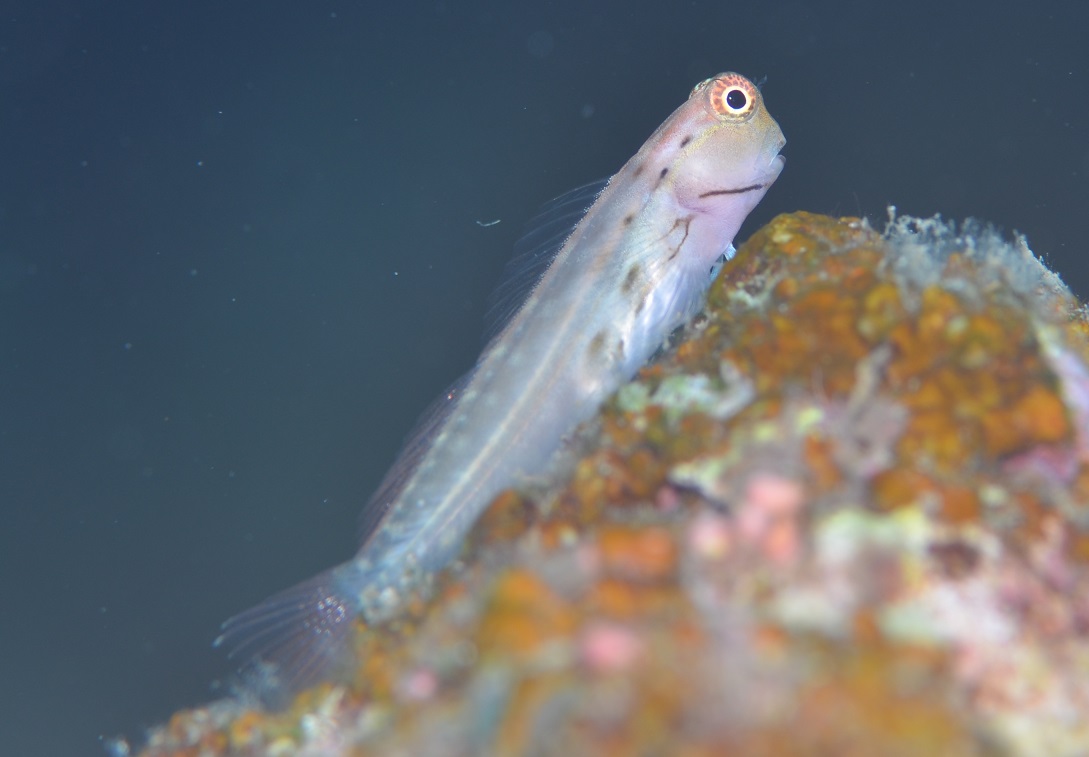 イシガキカエルウオ【No.1465】　Ecsenius yaeyamaensis