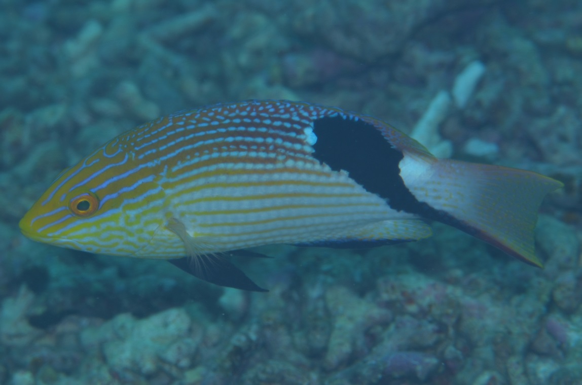 ヒレグロベラ【No.1466】　Bodianus loxozonus