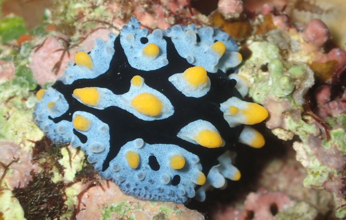 フリエリイボウミウシ【No.1512】　Phyllidia picta