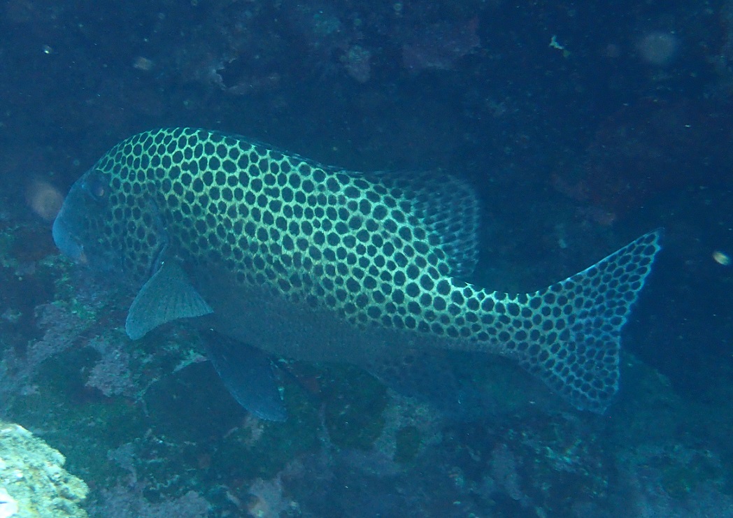 チョウチョウコショウダイ【No.1516】　Plectorhinchus chaetodonoides