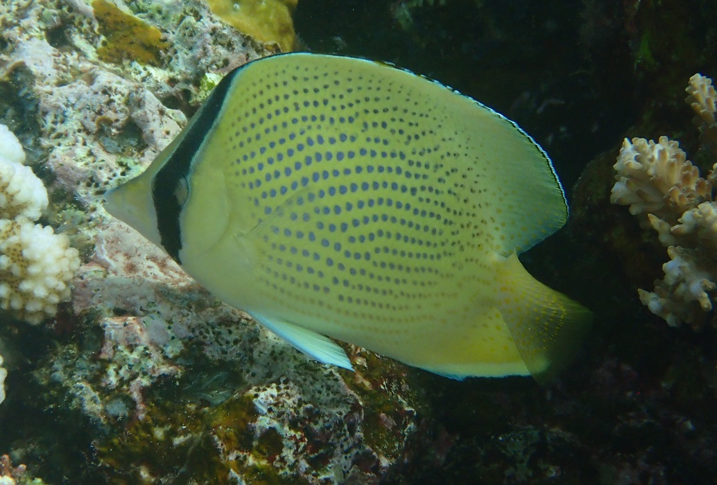 ゴマチョウチョウウオ【No.1521】　Chaetodon citrinellus
