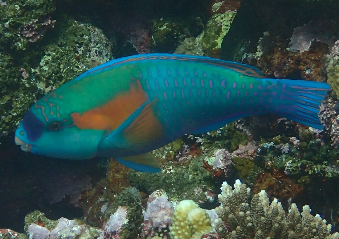 オオモンハゲブダイ【No.1523】　Chlorurus bowersi