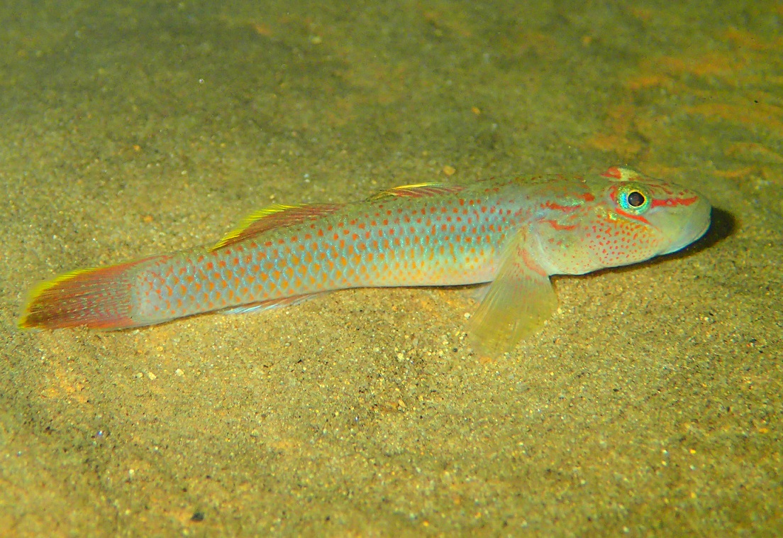 イリオモテパイヌキバラヨシノボリ（パイヌキバラヨシノボリ）【No.1528】　Rhinogobius aonumai aonumai