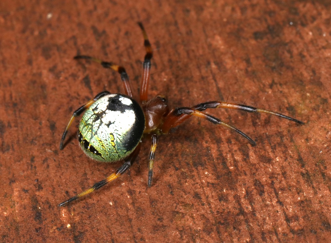 ビジョオニグモ【No.1594】　Araneus mitificus