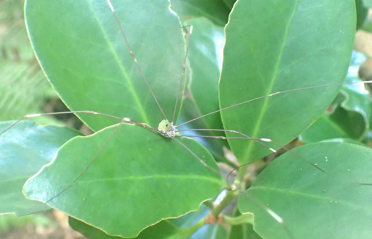 サキシマスベザトウムシ【No.1533】　Pseudogagrella sakishimensis