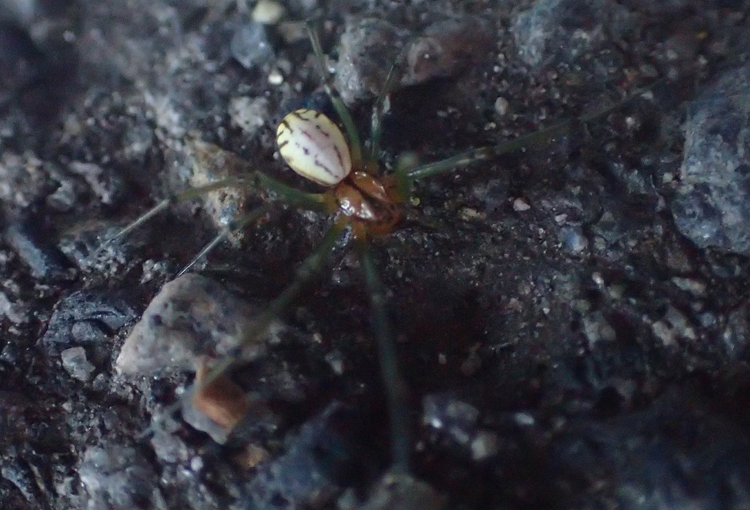 フタスジサラグモ【No.1541】　Neriene limbatinella